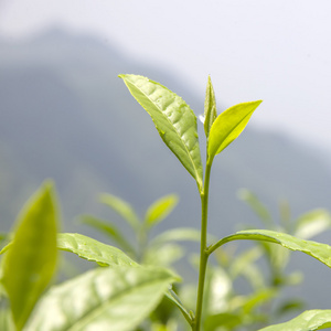 福鼎：溯源监测 茶产业高质量发展的“生命线”