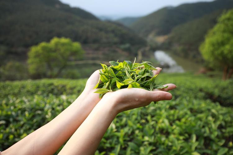 “三秦楷模”张淑珍永眠茶山 “种”出“茶饭碗”