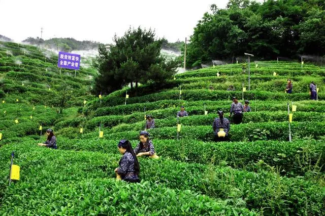 省两会精神看 广元市青川茶产业 白茶基地“白叶一号”