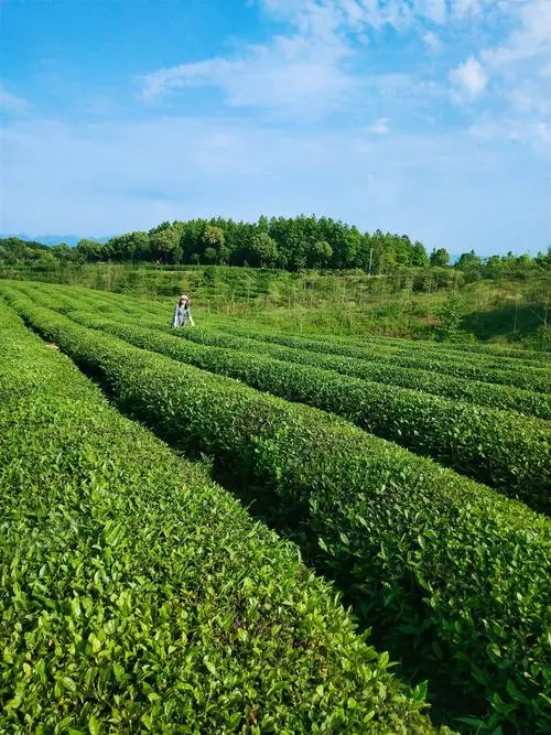 泡出来红色的茶水是黄山毛峰茶？