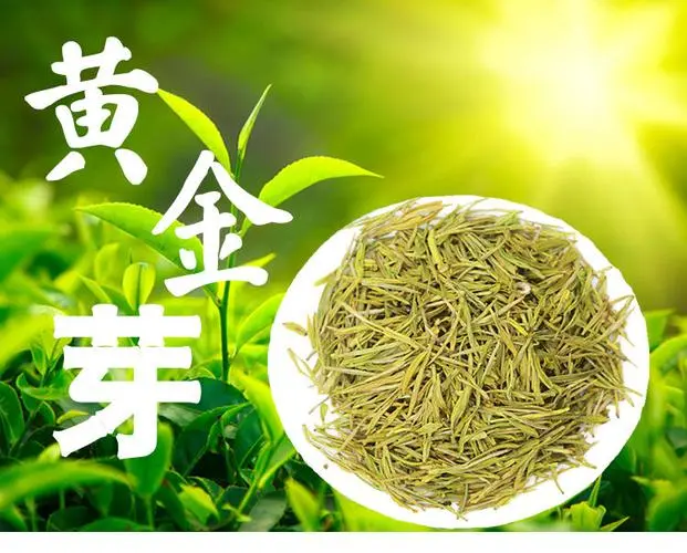 金芽茶是什么茶叶？金芽茶的功效与作用