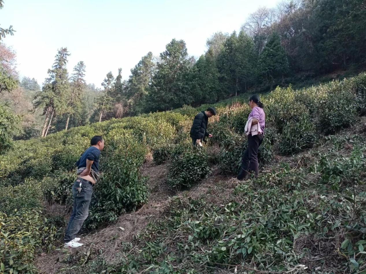 祁门县祁红乡 茶园绿色防控 加快打造有机茶之乡