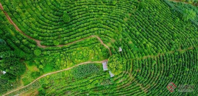 文山州茶产业投资集团挂牌 小茶叶走出深山