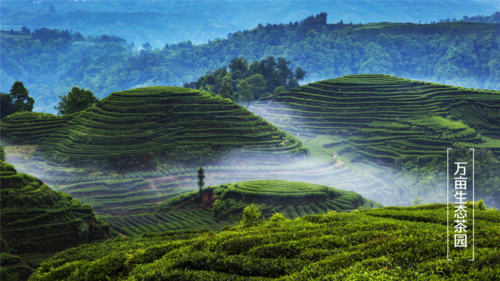 茶叶产业园未来出路：生态模式种植亩增优质茶超5%