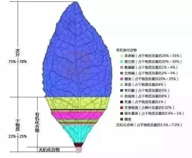 茶叶的茶味是如何形成