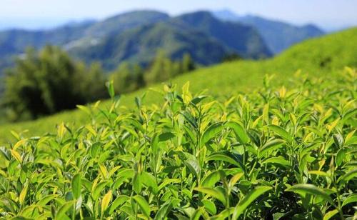 有机茶园病虫害的控制+有机茶简介