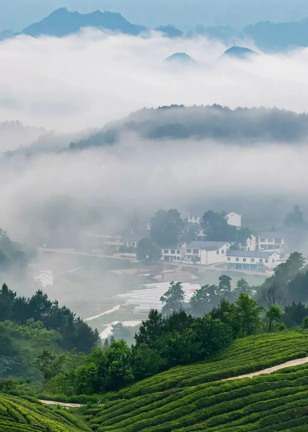 ▲“神鹊茶场”，位于贵阳市百花湖畔观山湖区朱昌镇的高寨村。摄影/尹刚