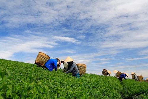 贵州省凤冈县茶香飘千里 绿叶富万家 