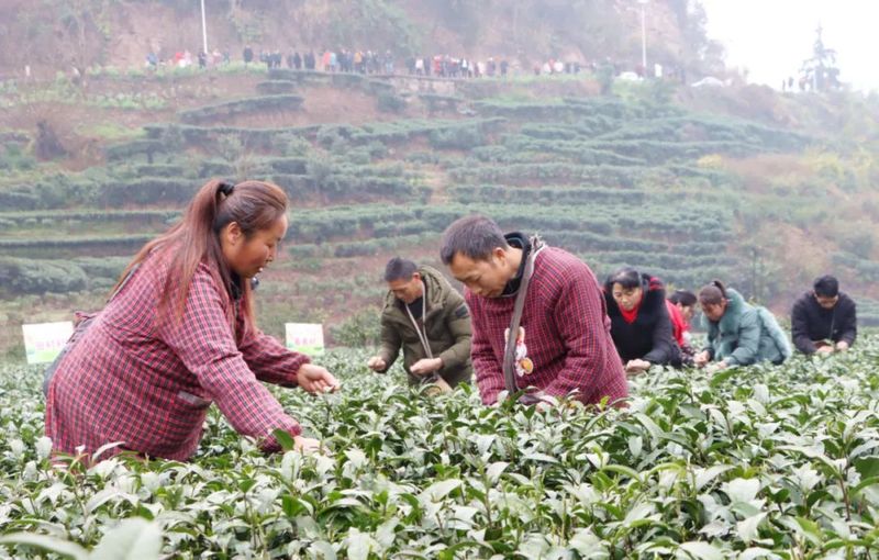 罗场镇举办主题为“春满茶山乐”的庆“三八妇女节”采茶比赛