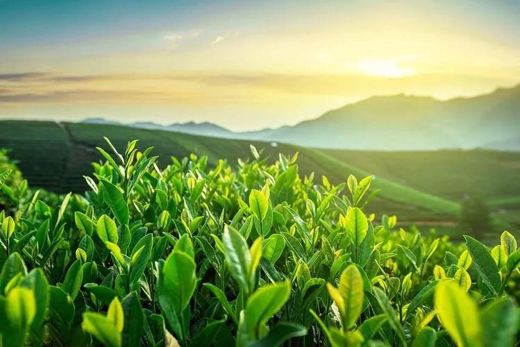 2024年春茶季 识春茶 茶多多网带你了解春茶