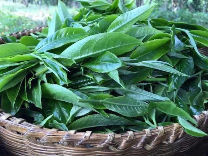 茶香熏鸡：茶叶与鸡肉的完美搭配