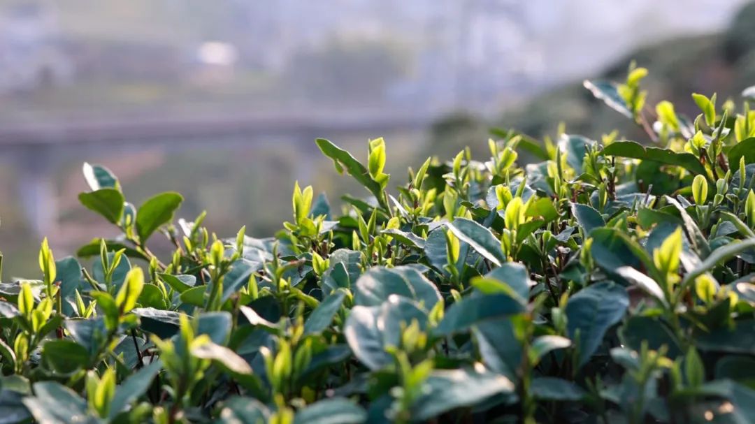 全国最大的绿茶交易市场  ——浙南茶叶市场