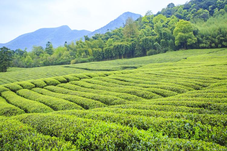 武夷山茶叶产地的好茶价格是多少