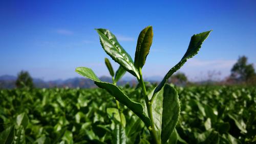 茶叶是最早发现那里 ？饮茶文化的起源地是哪里