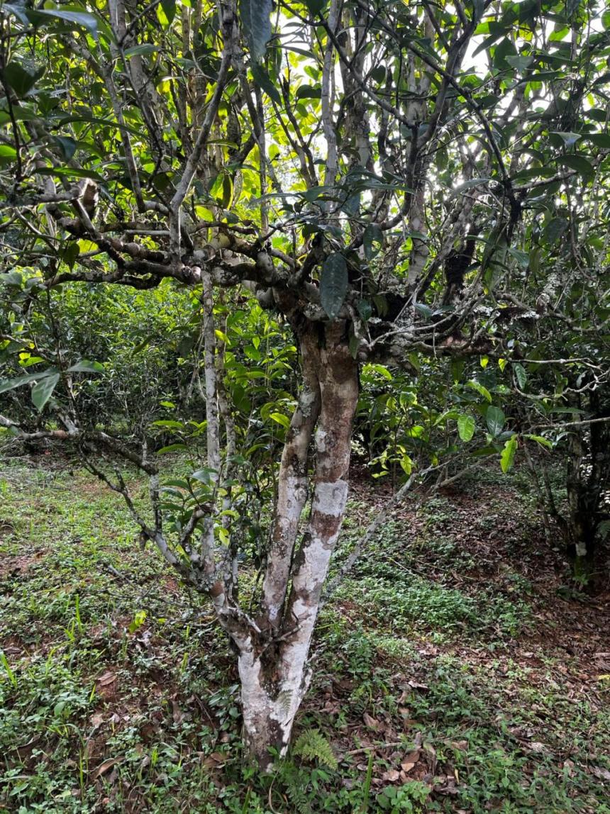 普洱茶区——金鼎古茶山