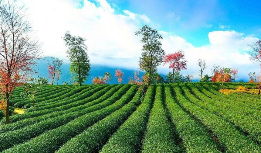 普洱茶区——无量山