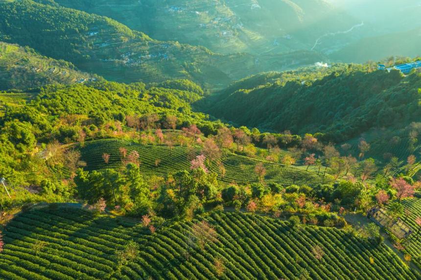 普洱茶区——无量山