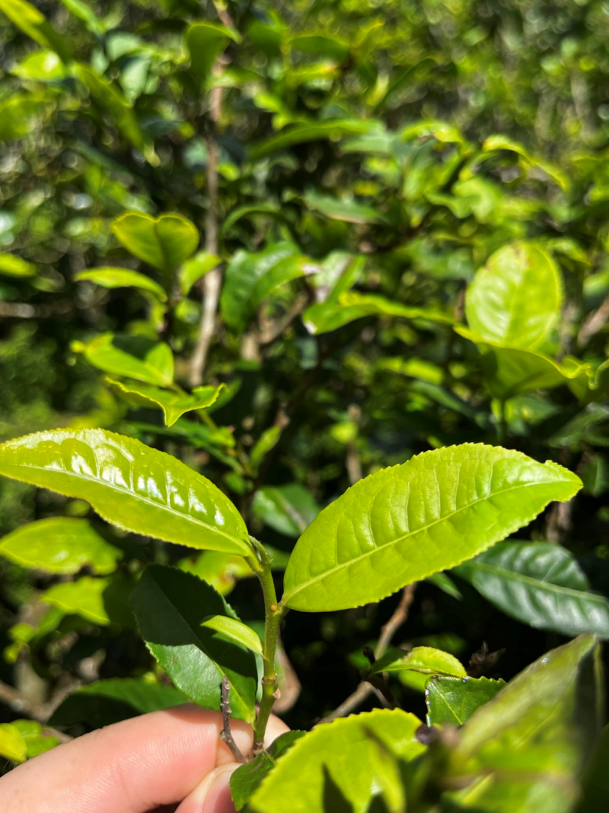 老乌山藤条茶区，为普洱茶生产的重镇,老乌山普洱茶的品质特点