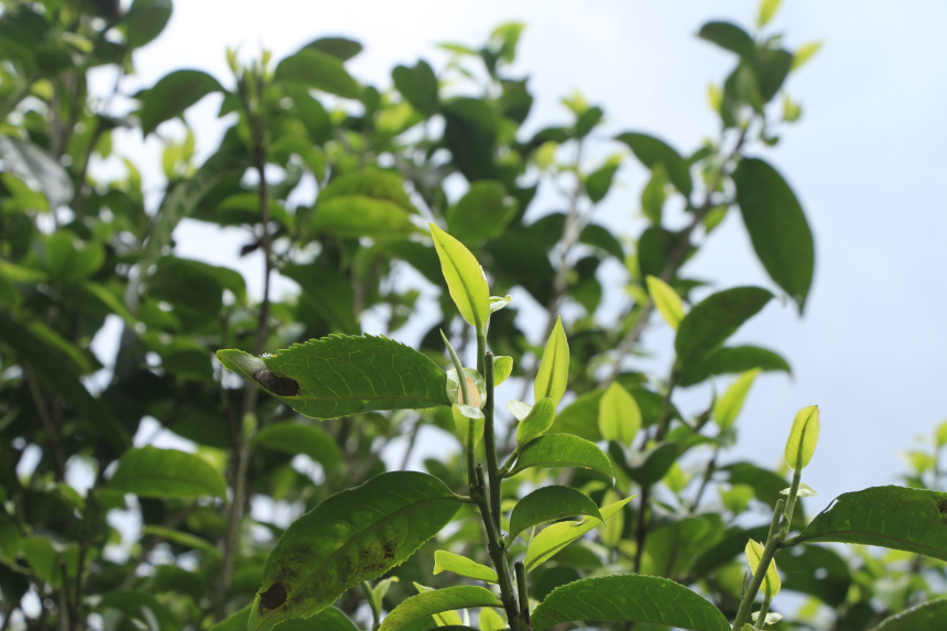 帕赛茶园介绍，帕赛普洱茶的品质特点