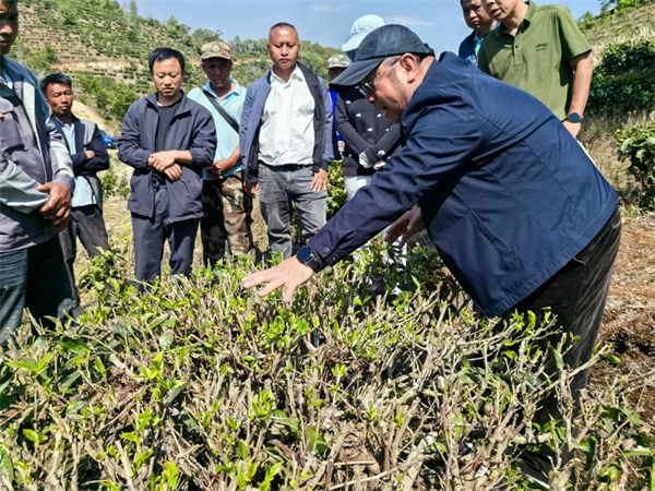 云南省青年企业家商会促进茶产业高质量发展