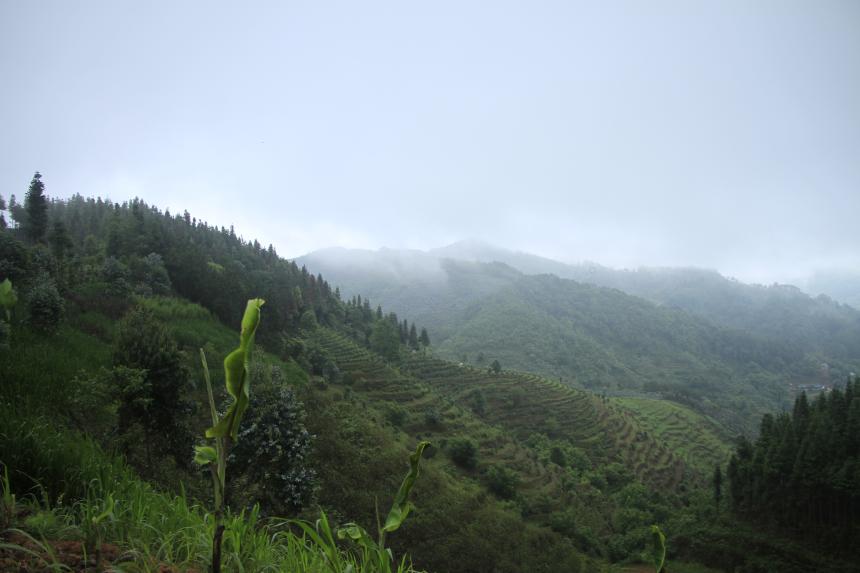 东卡河古茶山的地理位置