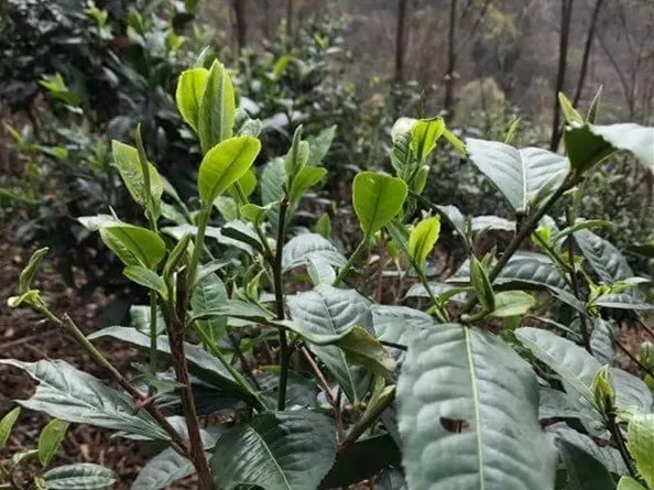 古六大茶山——易武