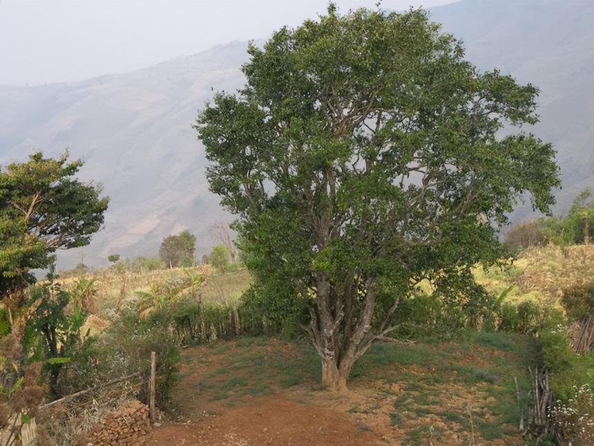 邦崴过渡型古茶树 ，邦崴古树茶的特点