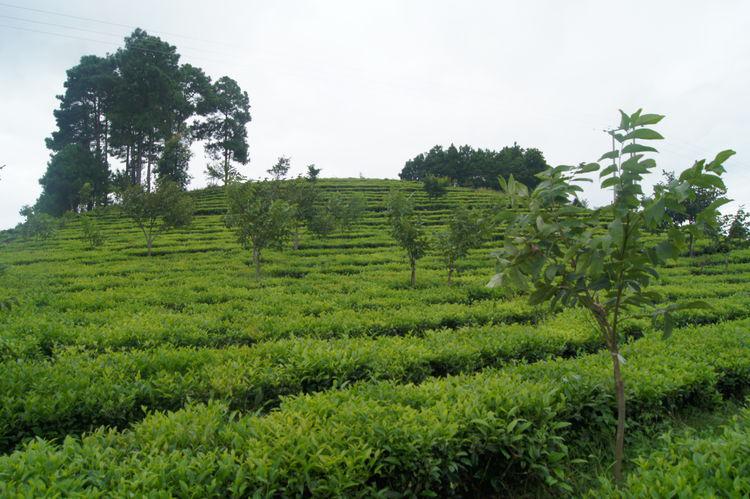  黄竹林箐古茶树群落, 黄竹林箐普洱茶的特点