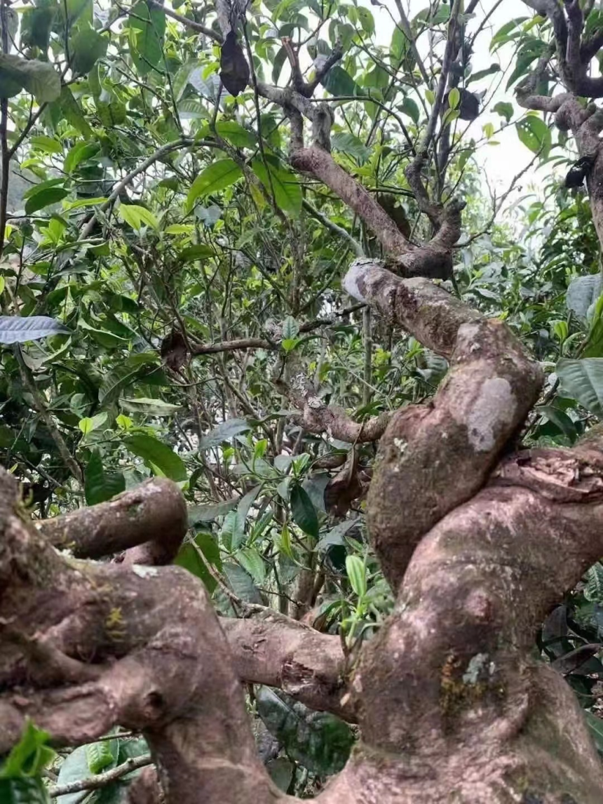 白莺山古茶园，大丙山古树茶的特点