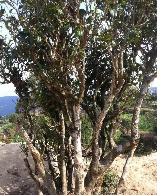 白莺山古茶园，白莺山古树茶的特点