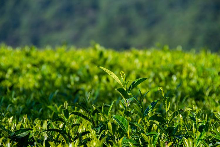 中国茶园面积及茶叶年产量等方面稳居世界第一