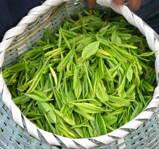 春茶、夏茶和秋茶的鉴别方法一览