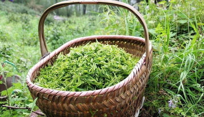 不同季节不同地区饮茶方式是什么？