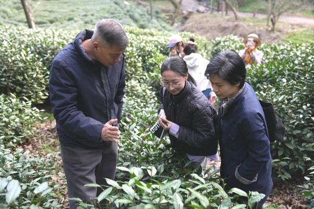 杭州官宣西湖龙井3月20日开采