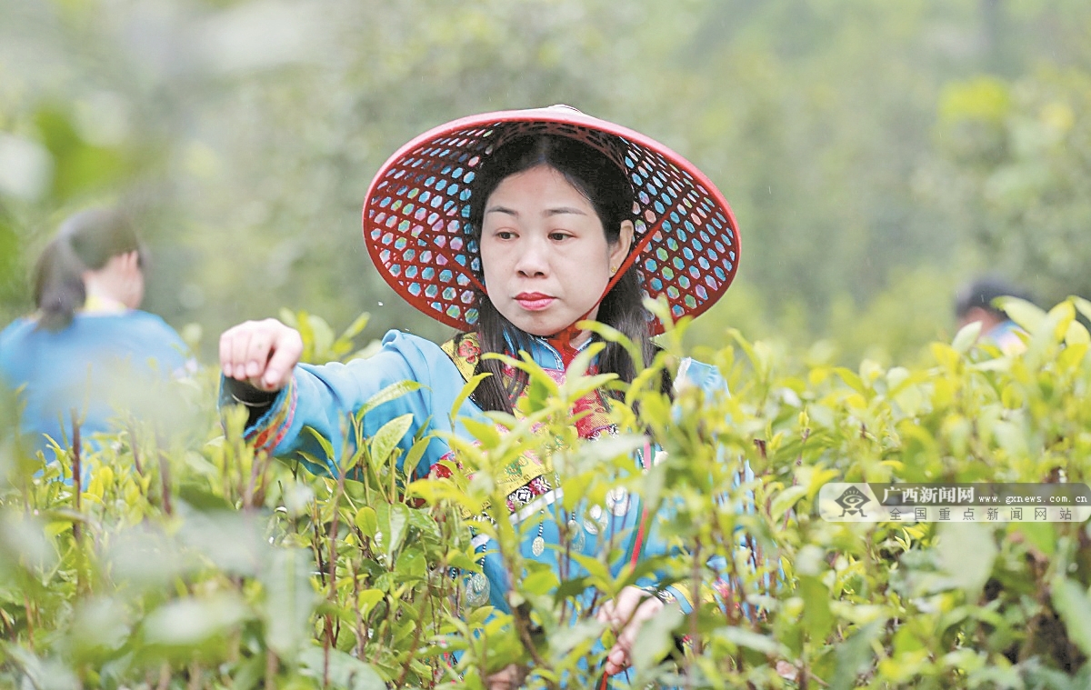 广西茶产业高质量发展关键在“最后一公里”