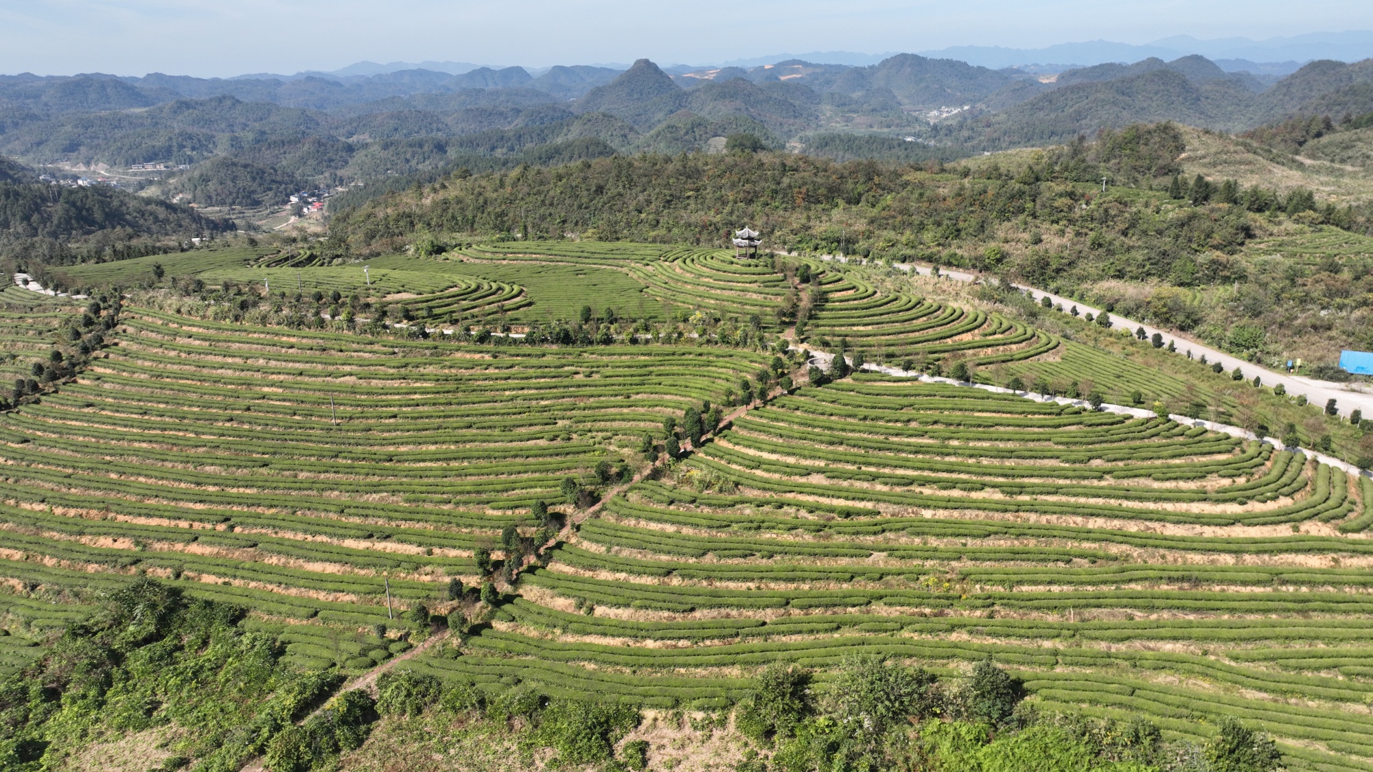 岑巩县天马镇苗落村龙峰茶园