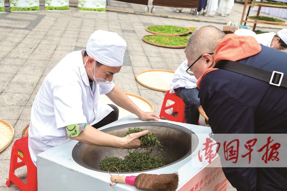 广西春茶飘香 制茶大师“炫技”