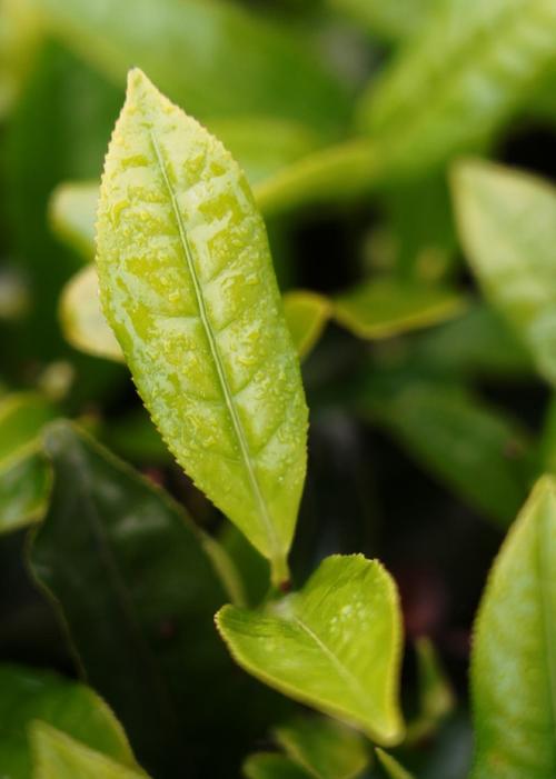 黄山毛峰属于绿茶吗？黄山毛峰好喝吗