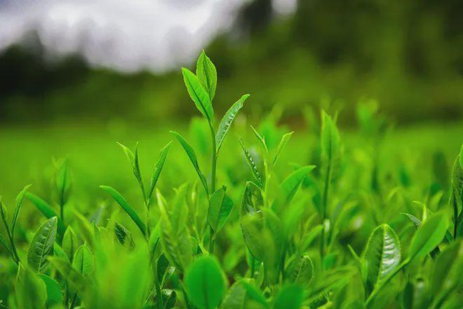 生普洱茶  茯茶和普洱茶有什么区别