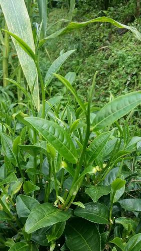 金银花枸杞菊花茶的功效与作用一览