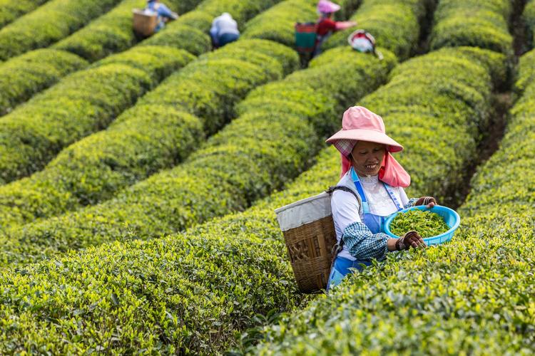 茶农在茶园里采摘“明前茶”