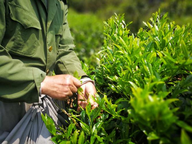  四川荣县茶叶靠天吃饭有机茶