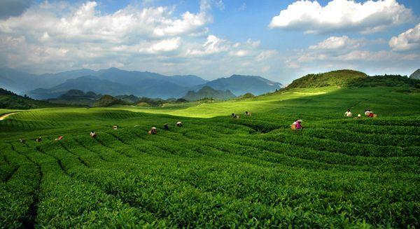 茶之性——静茶叶常年生长在寂静的山坡上，静乃茶之本性