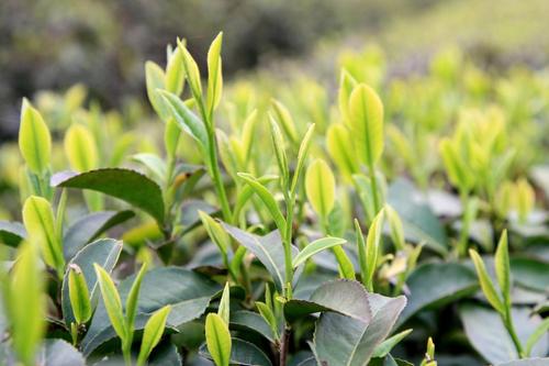 武夷山有多少种茶叶？武夷山产地名茶介绍