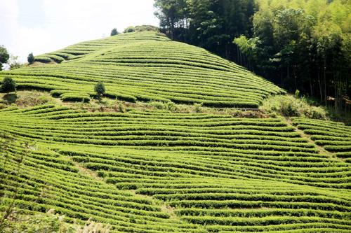 了解 金骏眉茶叶的采摘标准和时间 一览