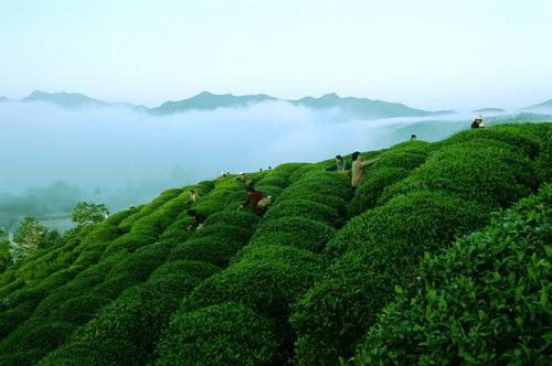 中国十九个省份生产茶叶！有六大茶类