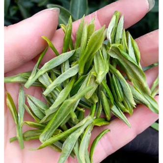 绿茶、红茶、乌龙茶、黑茶春茶最好吗？