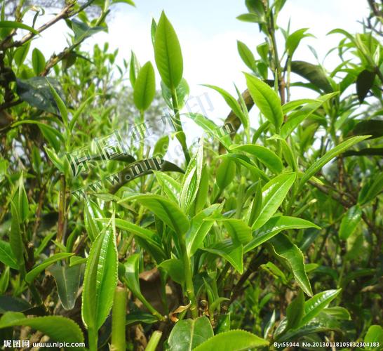 矿泉水，纯净水？什么水冲泡茶效果最好？