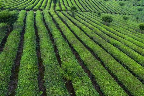 普洱茶怎么泡才好喝呢？