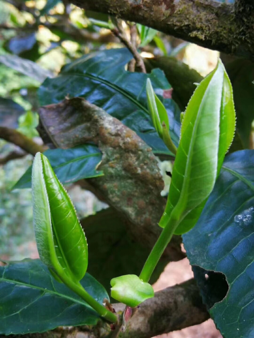 云南普洱茶几大茶山的特点 介绍